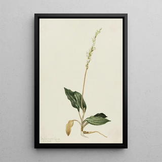 Mary Vaux Walcott - Western Rattlesnake Plantain Peranium decipiens.webp