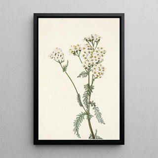 Mary Vaux Walcott - Western Yarrow Achillea lanulosa.webp