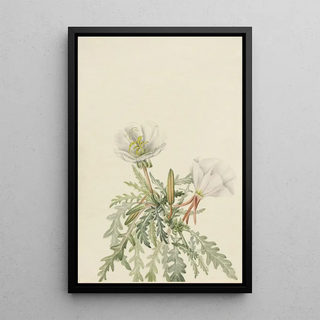 Mary Vaux Walcott - White Dawnrose.webp