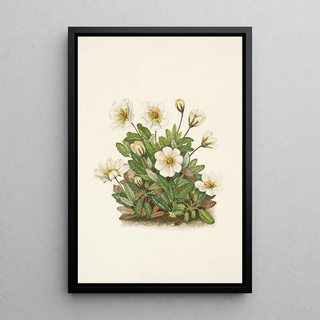 Mary Vaux Walcott - White Dryad flower Dryas octopetala.webp