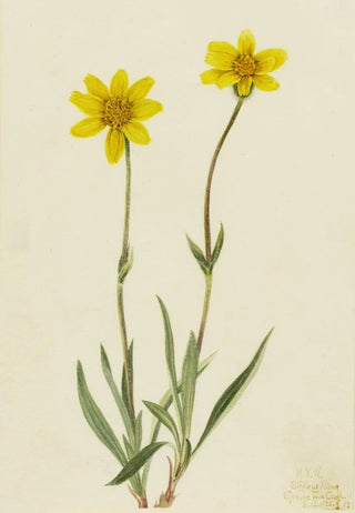 Mary Vaux Walcott - Woolly Arnica Arnica tomentosa.webp