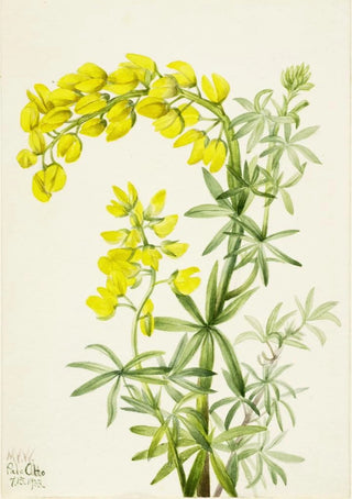 Mary Vaux Walcott - Yellow Lupine Lupinis arboreus.webp