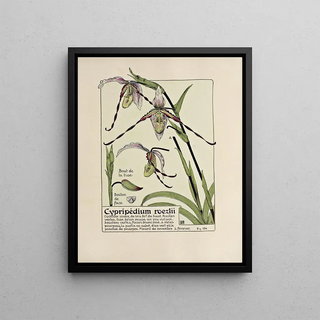 Maurice Pillard Verneuil - Cypripedium roezlii.webp