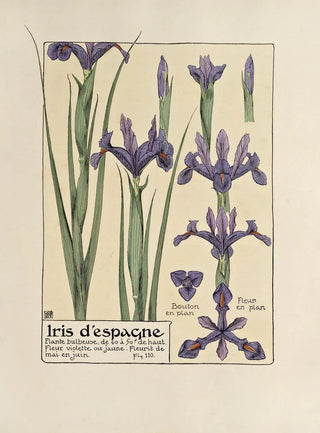 Maurice Pillard Verneuil - Iris despangne.webp
