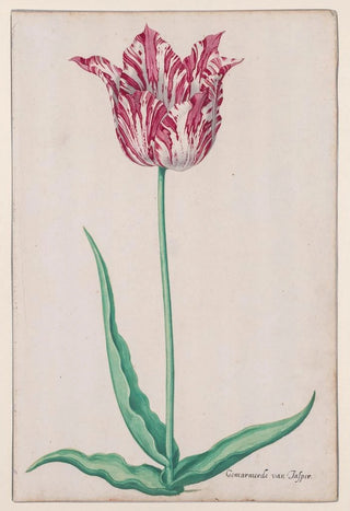 Pieter Holsteyn II - Study of a Tulip Gemarmerde van Jasper.webp