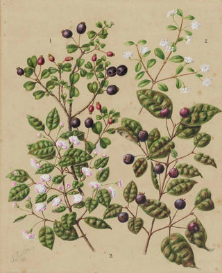 Sarah Featon - Rohutu Ramarama.webp