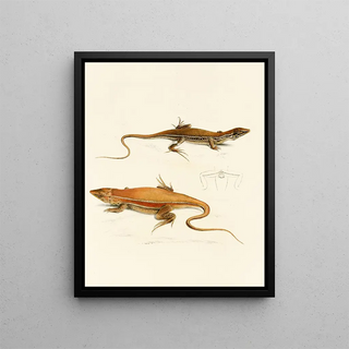 Sir Andrew Smith - Acanthodactylus Capensis.webp