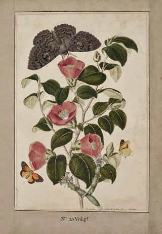 Thomas Robins The Younger - A Study of Camelia Japonica Japanese Rose Euphorbia caput medusa Medusas Head Spurge with Phalna Merops and Papilio Hyale Nar.webp