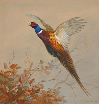 Un faisan coq en vol - Archibald Thorburn