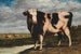 Een bekroonde stier - A Sicco Hempenius — weergave van het kunstwerk