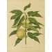 Flore et pomone néerlandaises Pl06 - Abraham Jacobus Wendel — artwork view