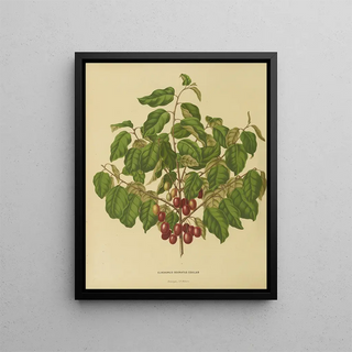 Abraham Jacobus Wendel - Nederlandsche flora en pomona Pl08.webp