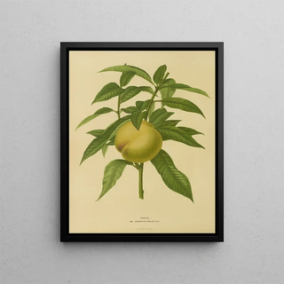 Abraham Jacobus Wendel - Nederlandsche flora en pomona Pl09.webp