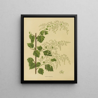 Abraham Jacobus Wendel - Nederlandsche flora en pomona Pl10.webp