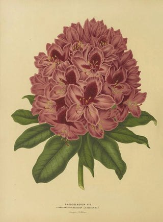 Abraham Jacobus Wendel - Nederlandsche flora en pomona Pl13.webp