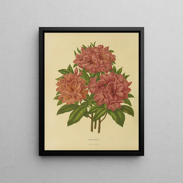 Abraham Jacobus Wendel - Nederlandsche flora en pomona Pl17.webp