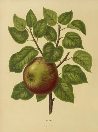 Abraham Jacobus Wendel - Nederlandsche flora en pomona Pl20.webp