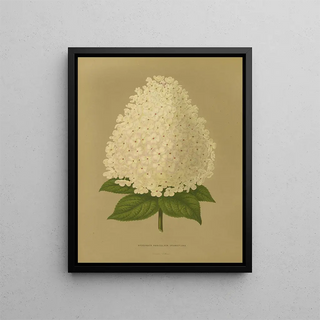 Abraham Jacobus Wendel - Nederlandsche flora en pomona Pl26.webp