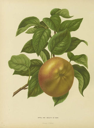 Abraham Jacobus Wendel - Nederlandsche flora en pomona Pl31.webp