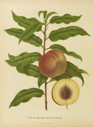 Abraham Jacobus Wendel - Nederlandsche flora en pomona Pl32.webp