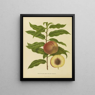 Abraham Jacobus Wendel - Nederlandsche flora en pomona Pl32.webp