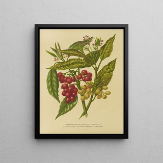 Abraham Jacobus Wendel - Nederlandsche flora en pomona Pl34.webp