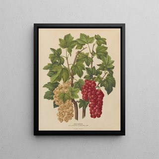 Abraham Jacobus Wendel - Nederlandsche flora en pomona Pl44.webp