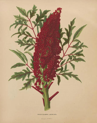 Abraham Jacobus Wendel - Nederlandsche flora en pomona Pl52.webp