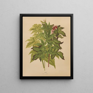 Abraham Jacobus Wendel - Nederlandsche flora en pomona Pl53.webp