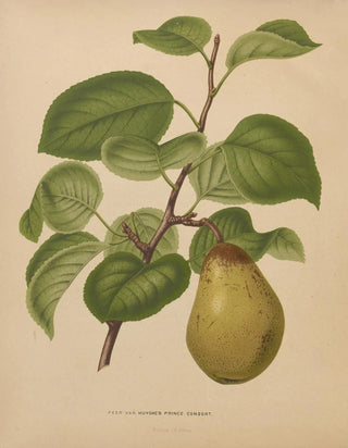 Abraham Jacobus Wendel - Nederlandsche flora en pomona Pl55.webp