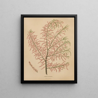 Abraham Jacobus Wendel - Nederlandsche flora en pomona Pl56.webp