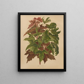 Abraham Jacobus Wendel - Nederlandsche flora en pomona Pl58.webp