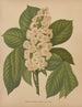 Flore hollandaise et Pomone PL70 - Abraham Jacobus Wendel — artwork view