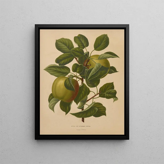 Abraham Jacobus Wendel - Nederlandsche flora en pomona Pl71.webp