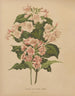 Flore hollandaise et Pomone PL74 - Abraham Jacobus Wendel — artwork view