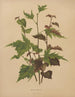 Flore hollandaise et Pomone PL76 - Abraham Jacobus Wendel — artwork view