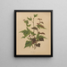 Flore hollandaise et Pomone PL76 - Abraham Jacobus Wendel — framed artwork on a wall