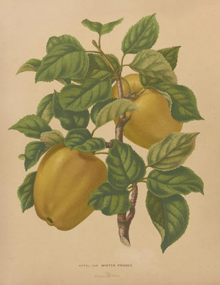 Abraham Jacobus Wendel - Nederlandsche flora en pomona Pl79.webp