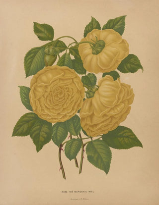 Abraham Jacobus Wendel - Nederlandsche flora en pomona Pl80.webp