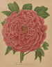 Flore hollandaise et Pomone PL81 - Abraham Jacobus Wendel — artwork view