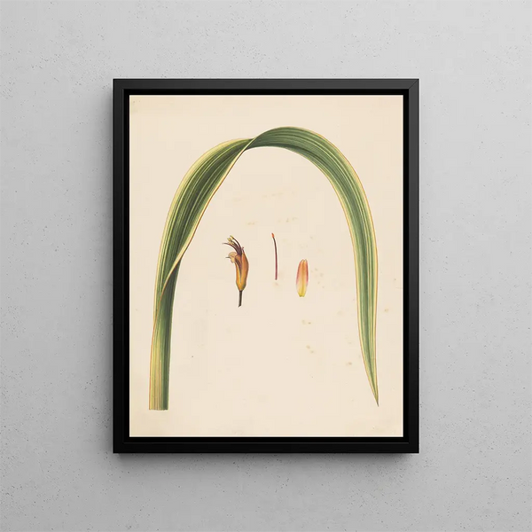 Studie van een blad en een bloem - Abraham Jacobus Wendel — ingelijst kunstwerk aan de muur