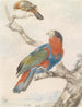 Papegaai - Abraham Meertens — weergave van het kunstwerk