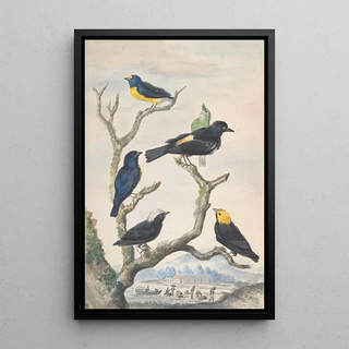 Abraham Meertens - Six South American Birds.webp