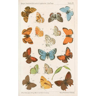 Adolf Speyer - Deutsche Schmetterlingskunde fr Anfnger Nebst einer Anleitung zum Sammeln Pl03.webp