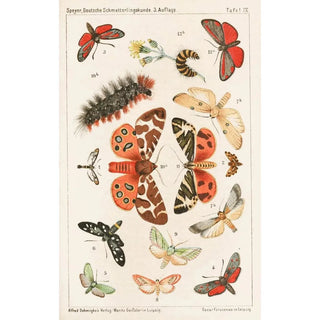 Adolf Speyer - Deutsche Schmetterlingskunde fr Anfnger Nebst einer Anleitung zum Sammeln Pl08.webp