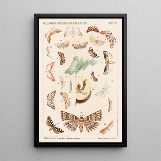 Adolf Speyer - Deutsche Schmetterlingskunde fr Anfnger Nebst einer Anleitung zum Sammeln Pl15.webp