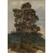 Reproductie van het schilderij Studie van een dennenboom - Adolph Tidemand