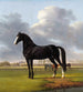 Adriaan van der Hoops Trotter De Vlugge dans un pré - Anthony Oberman — artwork view