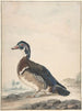Een eend - Aert Schouman — weergave van het kunstwerk