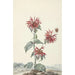 Reproductie van het schilderij Een rode bergamot in een landschap - Aert Schouman